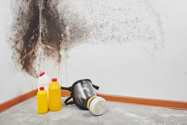 Best Fast Mold Removal  in Crouch Mesa, NM
