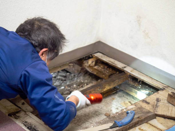 Best Mold Cleaning Services  in Crouch Mesa, NM
