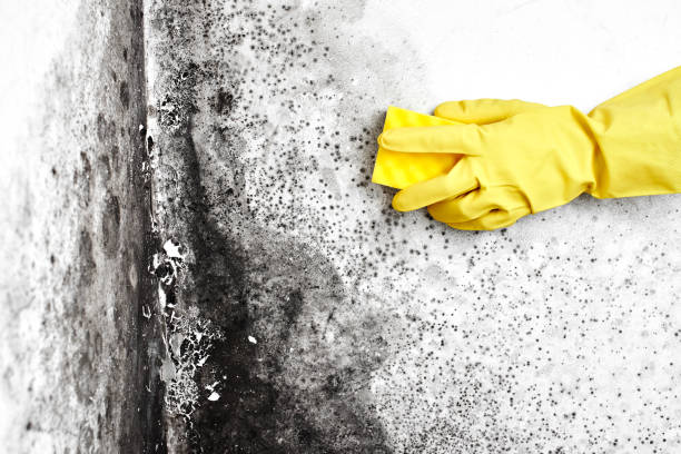 Best Mold Damage Repair  in Crouch Mesa, NM