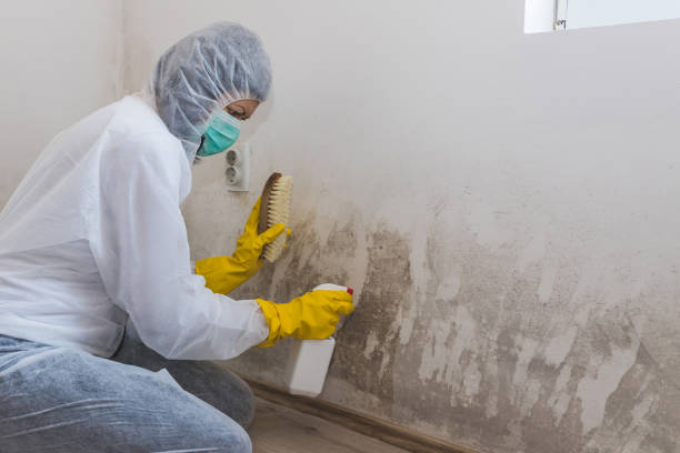 Best Mold Damage Repair  in Crouch Mesa, NM