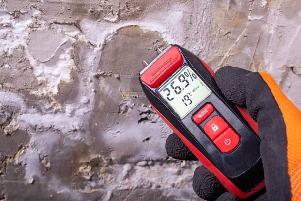 Best Black Mold Removal  in Crouch Mesa, NM