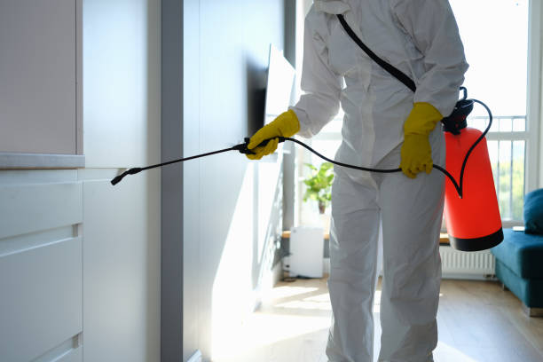 Best Attic Mold Removal  in Crouch Mesa, NM