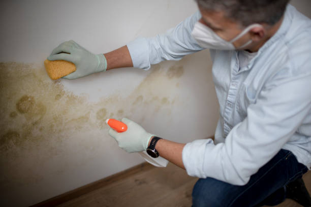 Best Home Mold Removal  in Crouch Mesa, NM