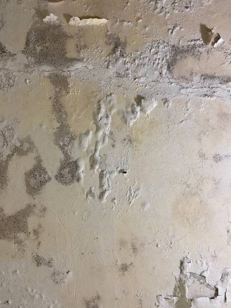 Best Mold Damage Repair  in Crouch Mesa, NM