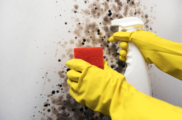 Attic Mold Removal in Crouch Mesa, NM