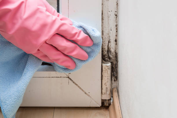 Best Same-Day Mold Removal  in Crouch Mesa, NM