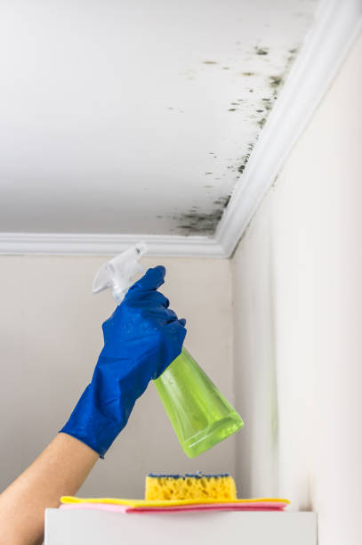 Best Local Mold Removal Service  in Crouch Mesa, NM