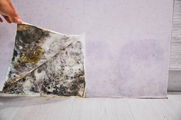 Best Mold Remediation Services  in Crouch Mesa, NM